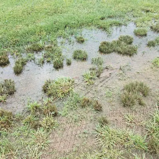 puddles_in_yard.jpeg