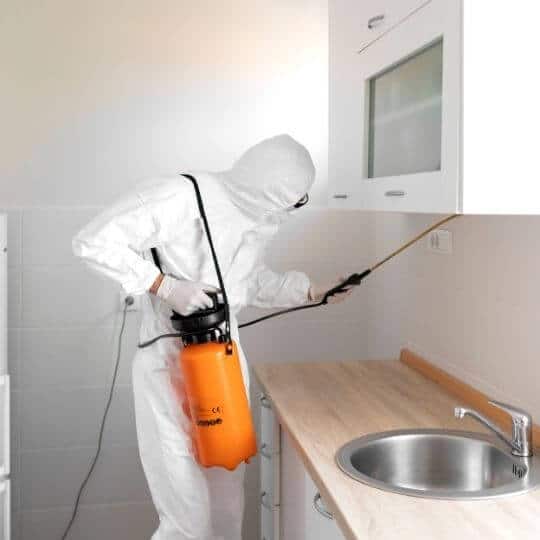 pest_control_in_kitchen.jpeg