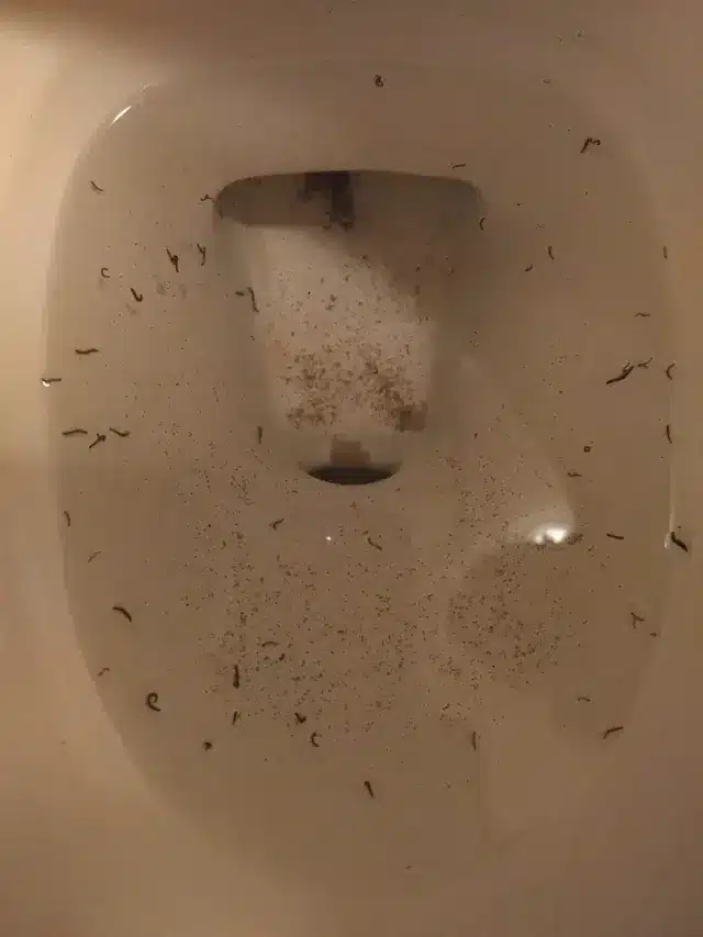 Drain_Fly_Larvae_in_toilet.jpeg